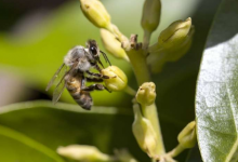 昆虫罗盘消防藤蔓2023年受自然启发的技术