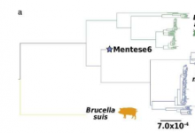古代DNA分析表明布鲁氏菌病病原体是随着农业的发展而进化的