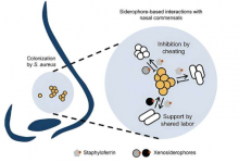 新的鼻腔微生物群剥夺多重耐药细菌的铁元素