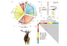 基因组分析证实了欧洲伊比利亚马鹿的独特性 