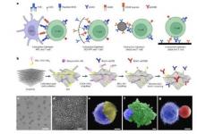 平台将氧化石墨烯与抗体相结合以增强CAR-T细胞疗法