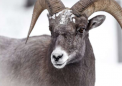 内华达山脉大角羊能否避免灭绝这可能意味着驯服另一种野生动物