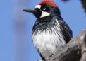 野生动物雾可能会抑制啄木鸟的运动和社交能力