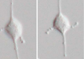 研究人员揭示了原生生物 Meteora sporadica 的细胞结构和系统发育位置