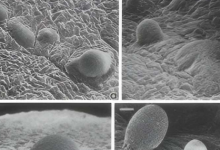 为什么真核生物而不是细菌进化出复杂的多细胞生物