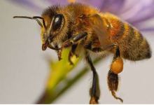 自动化生物声学研究人员正在倾听昆虫的声音以更好地衡量环境健康状况