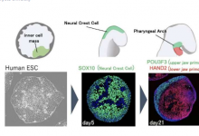 科学家制作早期面部发育过程中细胞分化的体外模型