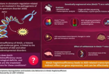 新研究揭示基因表达改变如何诱发自闭症
