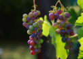 气候变化对加拿大葡萄酒业意味着什么