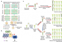 理想小粒基因的基因编辑使全机械化杂交水稻育种成为可能