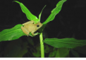 微小的热带水坑蛙表明保护基因变异对于动物在气候危机中生存至关重要