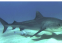 虎鲨吐出鼹震惊澳大利亚科学家