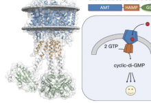 研究人员发现自然界如何将铵转运蛋白重新用作受体