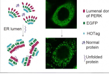 新的荧光报告系统阐明了内质网中未折叠蛋白质的积累