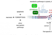铁亡重要细胞亡机制的全面回顾