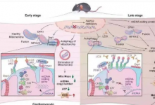 研究人员发现线粒体转移如何恢复心肌