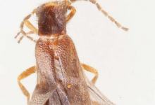 研究人员在危地马拉发现神秘的新甲虫物种