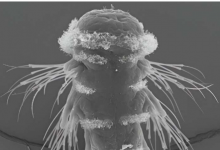 科学家绘制出海虫神经回路的综合图谱