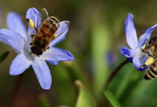 研究发现空气污染对花粉昆虫的危害比害虫更大
