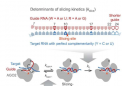 基因沉默工具需要速度研究为 RNAi 工具设计提供了更深入的见解