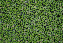 浮萍一种小型水生植物可能会彻底改变未来的食物