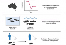 更好地管理澳大利亚海鲜业可以增强其对食品冲击的抵御能力