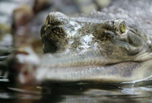 沃斯堡动物园孵化濒危鳄鱼创下保护里程碑
