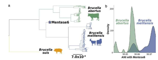 古代DNA分析表明布鲁氏菌病病原体是随着农业的发展而进化的