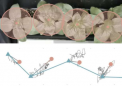 植物为何会摆动新研究提供答案