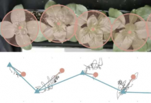 植物为何会摆动新研究提供答案