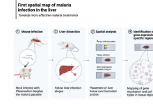 肝脏中疟疾感染的首张空间图为更有效的治疗开辟了新的可能性