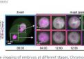 研究表明早期胚胎中的DNA复制与之前的假设不同