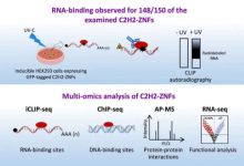 研究人员发现DNA 结合 C2H2 锌指蛋白也能调节 RNA 加工