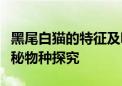 黑尾白猫的特征及吸引力：一个令人着迷的神秘物种探究